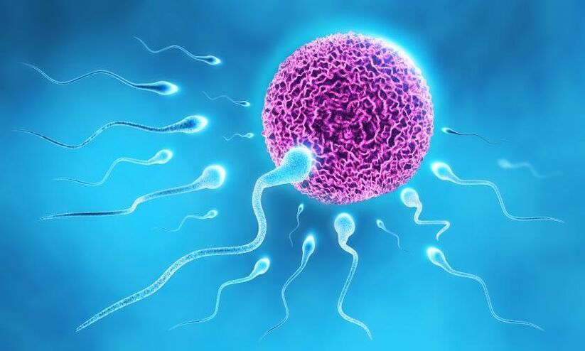 spermatozoidi v sestavi maziva pri moških
