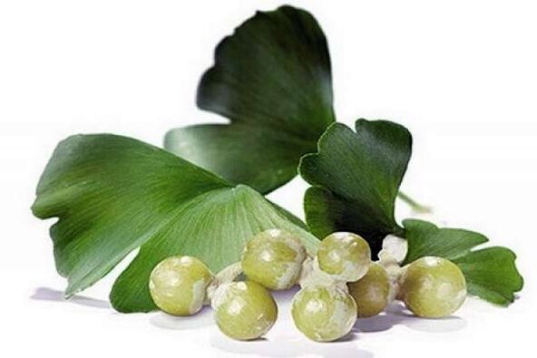 Ginkgo biloba povečuje potenco pri moških