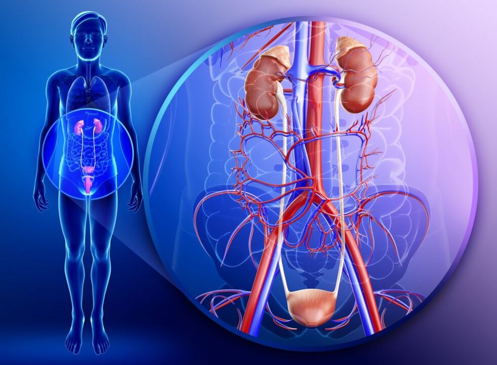 Z vnetjem organov genitourinarnega sistema je zdravljenje z ingverjem prepovedano. 